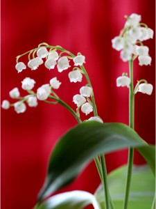 muguet 